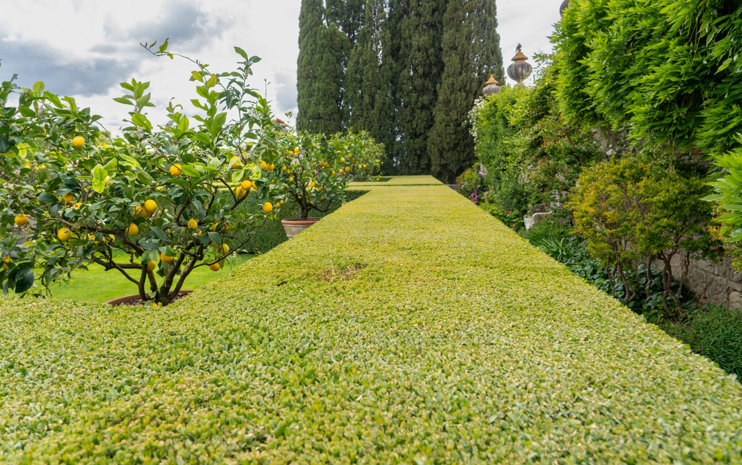 Captivating lemon orchard at La Foce, Tuscany, showcasing lush greenery and vibrant citrus fruits.